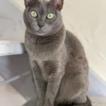 Cherie the Korat Cat – In Memory