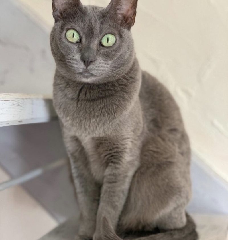 Cherie the Korat Cat – In Memory