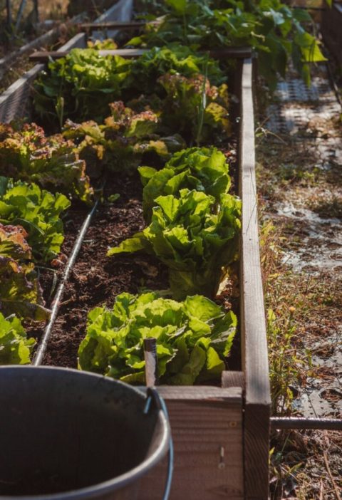 Seasonal Kitchen Garden Plants That Bring Dishes to Life