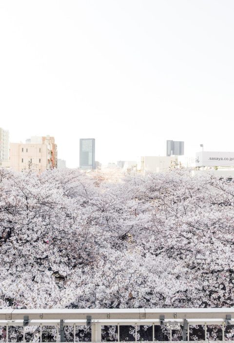 Bucket List Experience: Tokyo at Peak Sakura Season