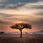 5 Best Companies with Licensed Guides for Travelling Reviewed (2026)